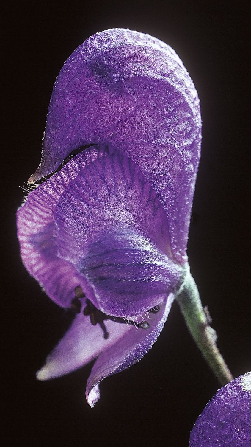 Aufzeichnung Zoom-Abend: ACONITUM - ALARM DER SEELE_Teil 1 der Serie "Notfallmittel in der Homöopathie".