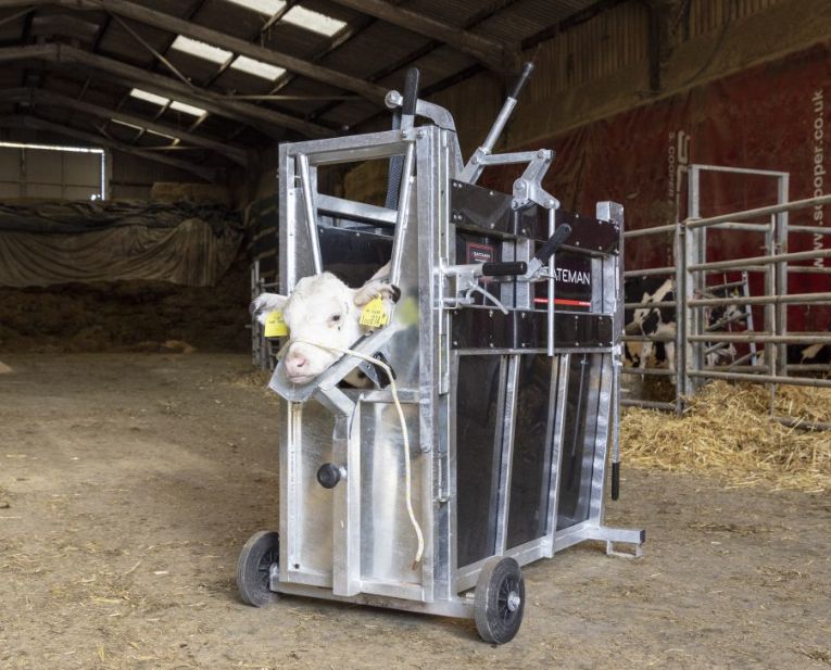 BATEMAN Premium Calf Dehorning Crate