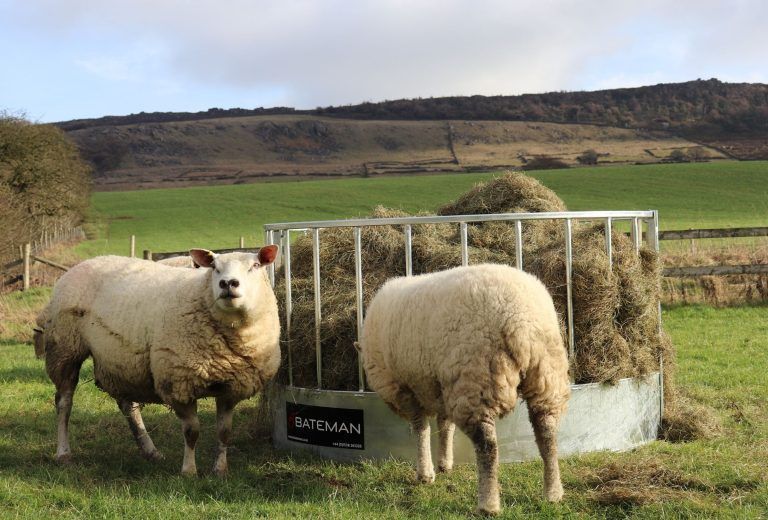 BATEMAN Standard Sheep Ring
