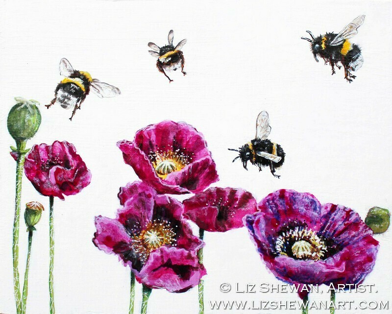 Bees Amongst the Cerise Poppies | Bumble Bee Flowers