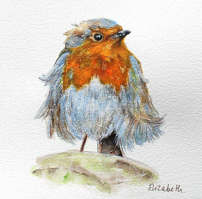 Fluffy Robin | British Wildlife Bird