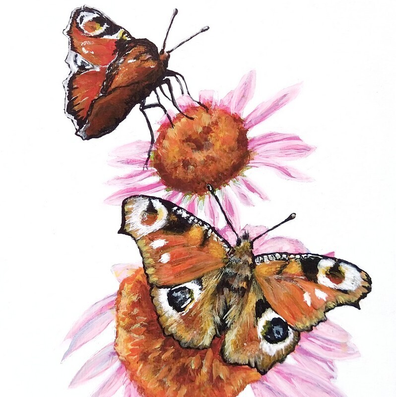 Peacock Butterfly | Wildlife Dorset