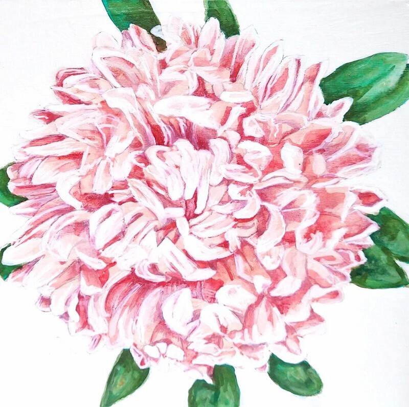 Pink Crysanthemum