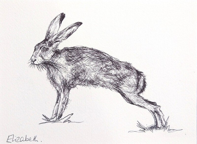 Hare - Black Biro Sketch 002