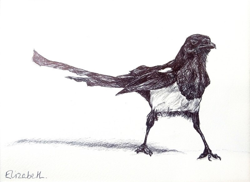 Magpie - Black Biro Sketch 003