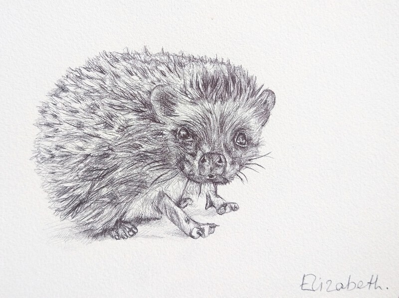 Hedgehog - Black Biro Sketch 005