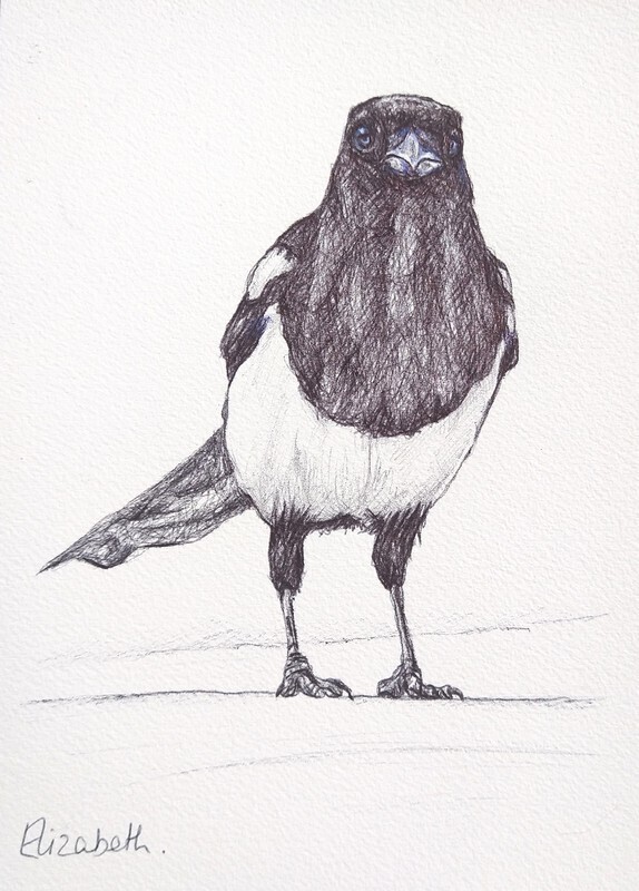 Magpie - Black Biro Sketch 006