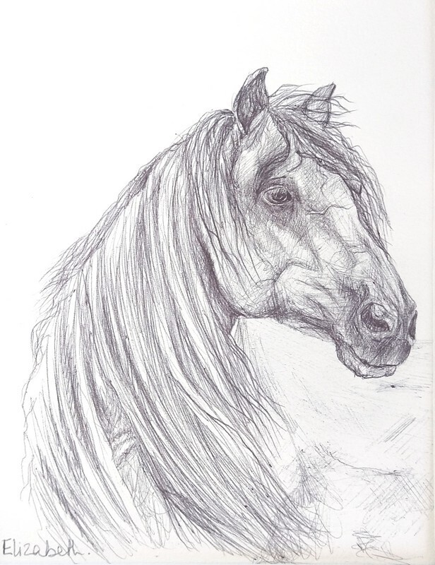 Horse - Black Biro Sketch 008