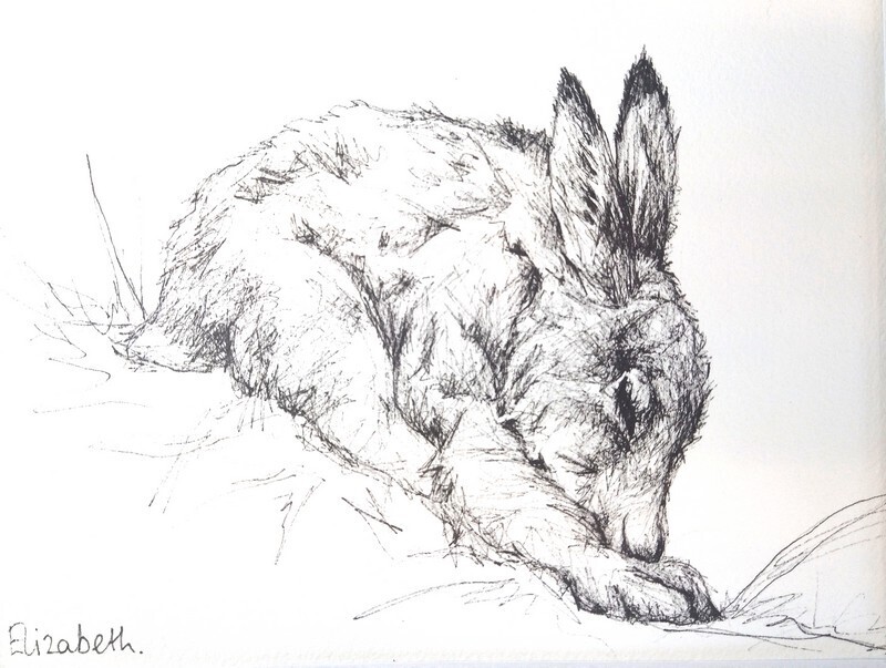 Snoozing Hare - Black Ink Sketch 010