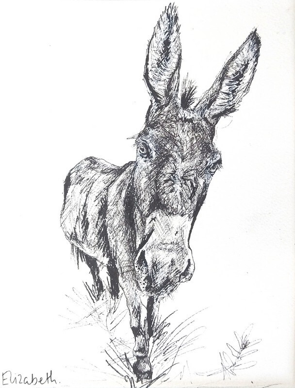 Donkey - Black Ink Sketch 009
