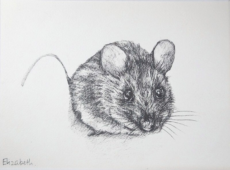 Mouse - Black Ink Sketch 013