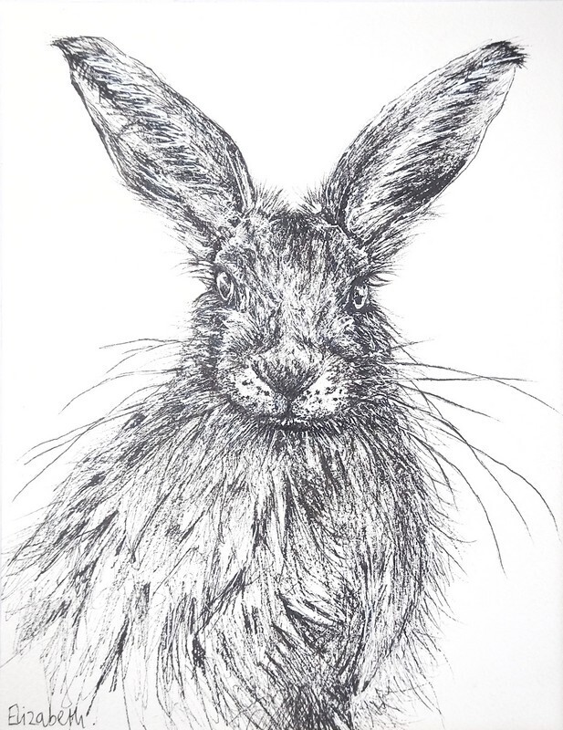 Hare - Black Ink Sketch 014