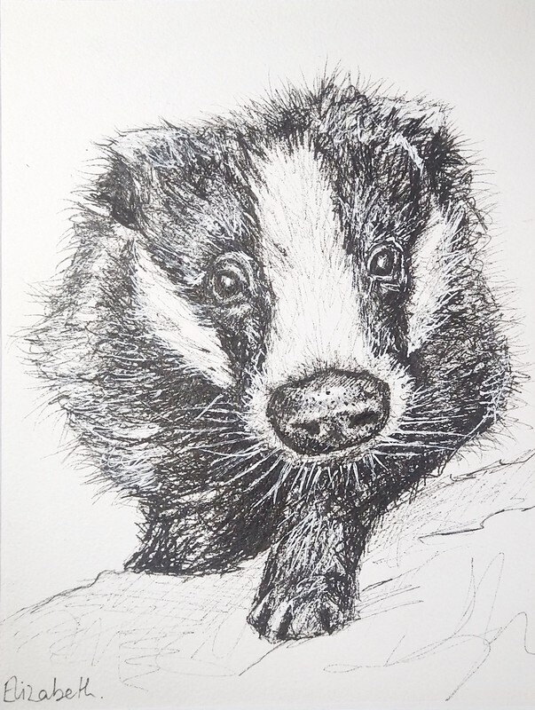 Badger - Black Ink Sketch 015
