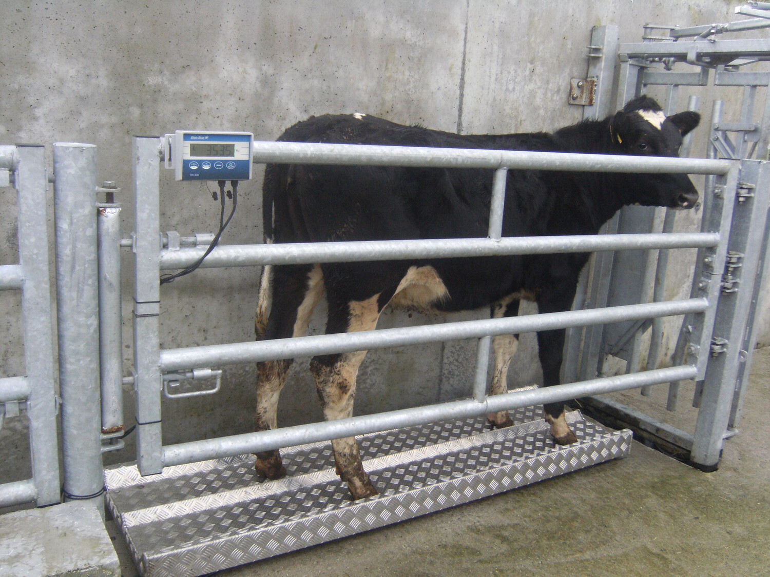 Cattle Weighing Scales