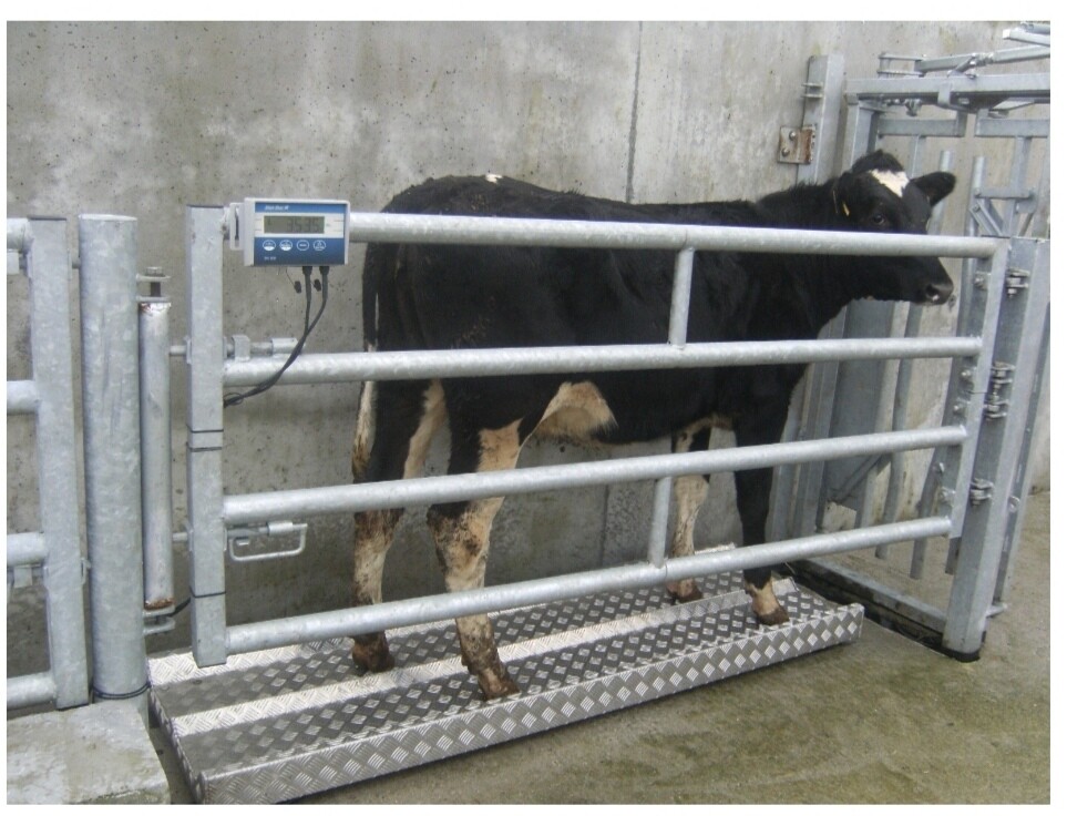 Livestock scales