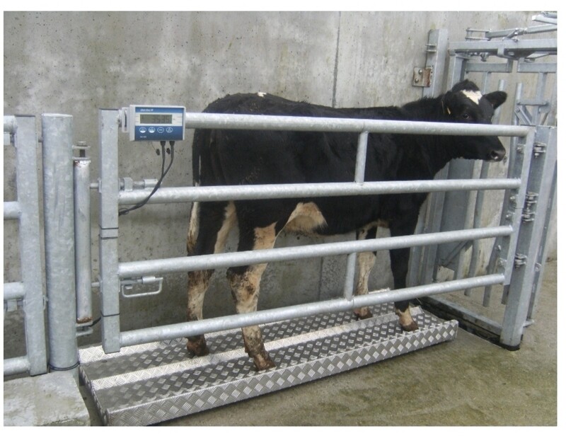 Livestock scales