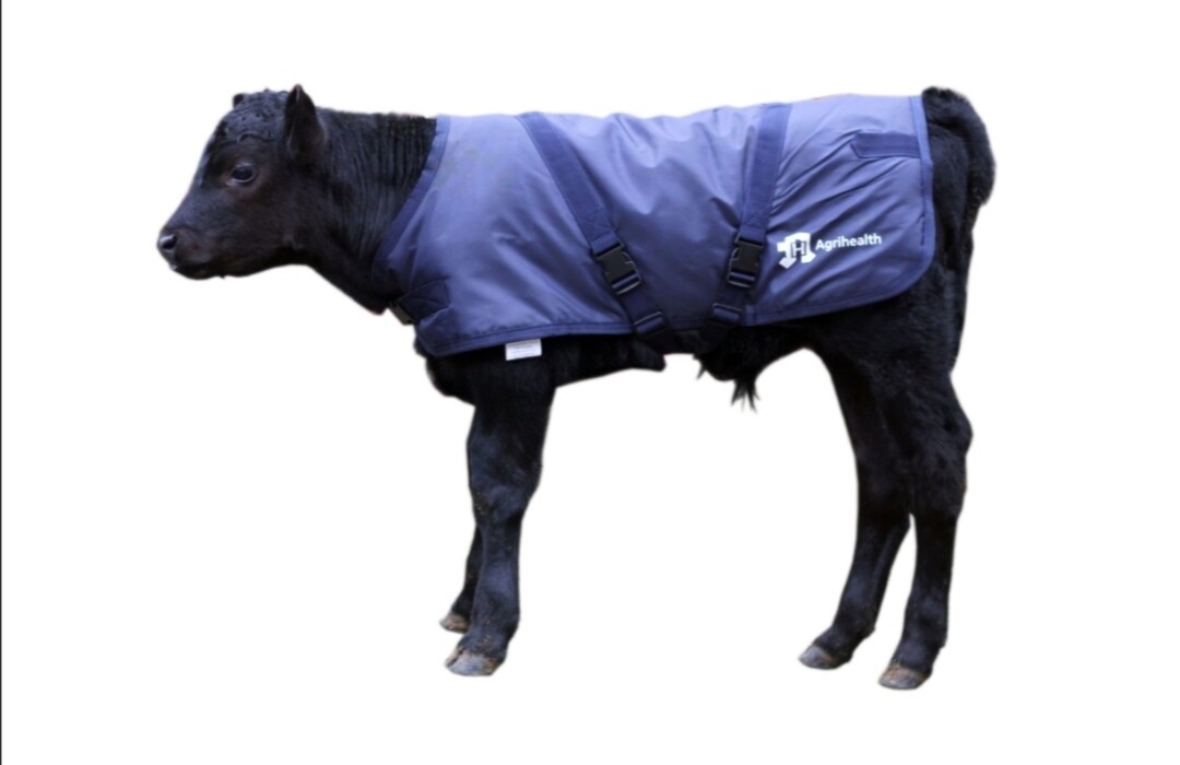 Calf Jacket