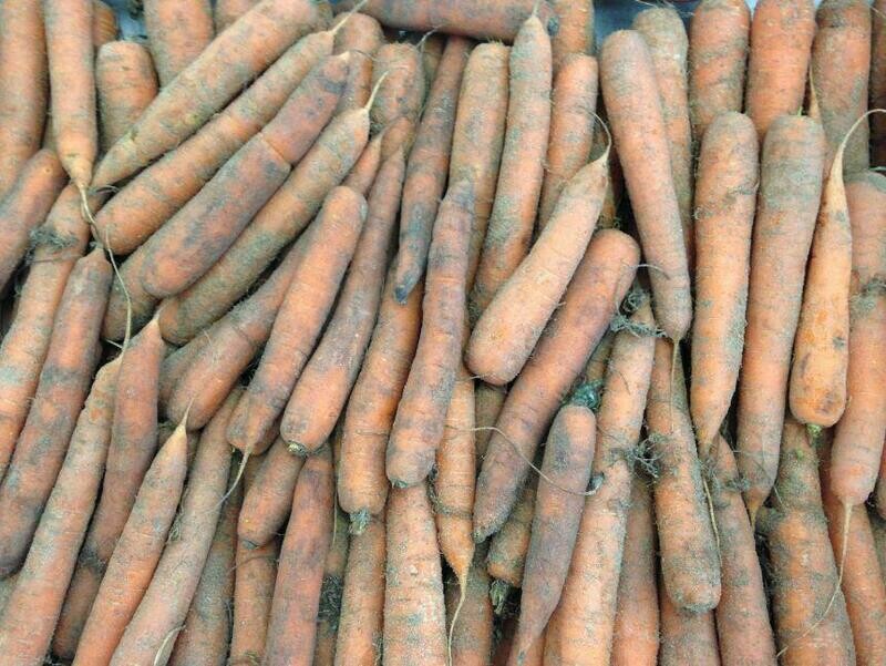 carottes des sables