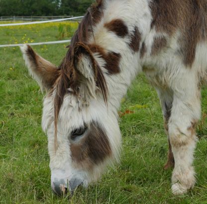 Sponsor a Horse or Pony