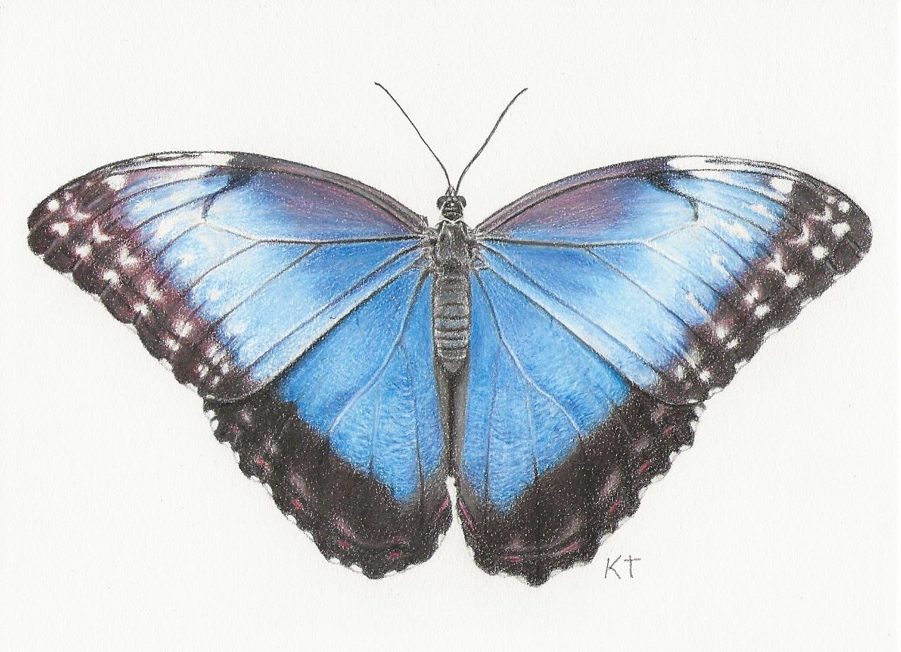 "Blue Morpho Butterfly" giclee print "Blue Morpho Butterfly" giclee print