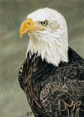 "Bald Eagle" giclee print