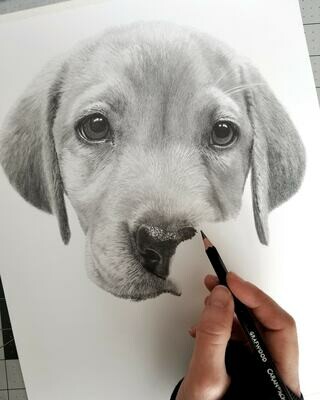Custom 11x14 inch graphite portrait (head and shoulders) $255 Custom 11x14 inch graphite portrait (head and shoulders) $255