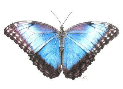 "Blue Morpho Butterfly" giclee print