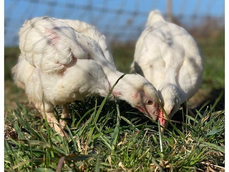 Freiland-Hähnchen,frisch am 07.06.25