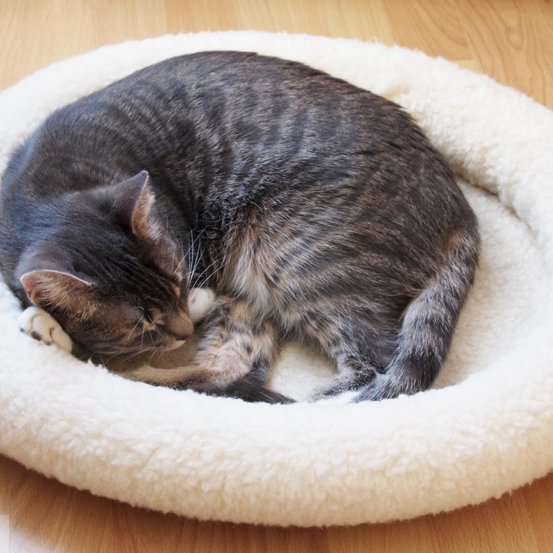 Cat bed