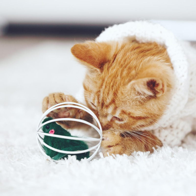 Cat toy
