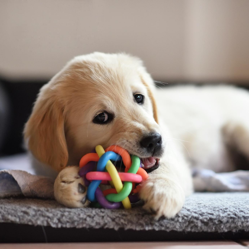 Dog toy