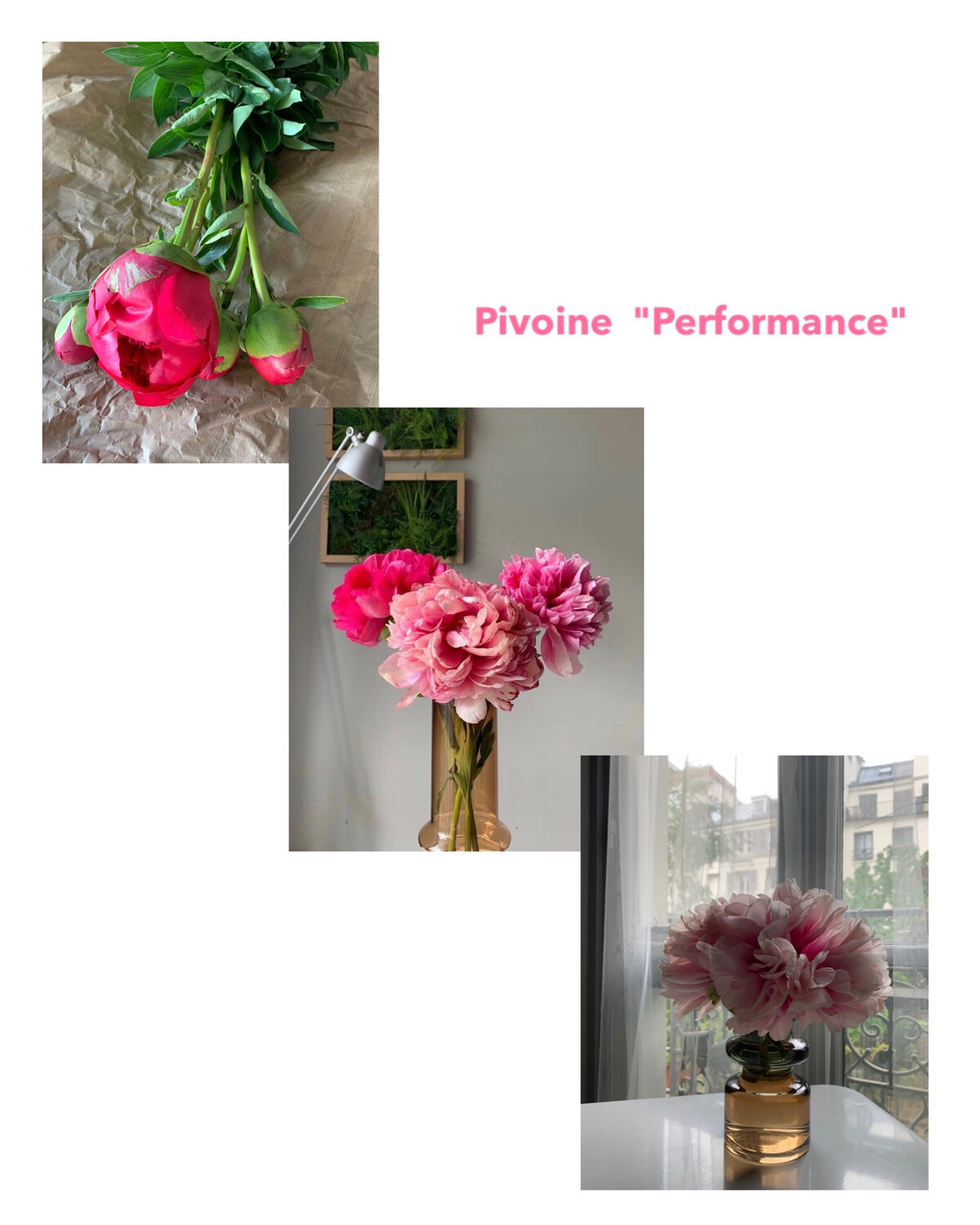 Fleurs sélectionnés de la semaine - Pivoines "Performance"