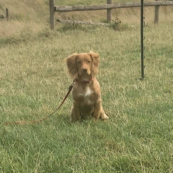 Gundog Foundations Course - Sunday Holmesfield