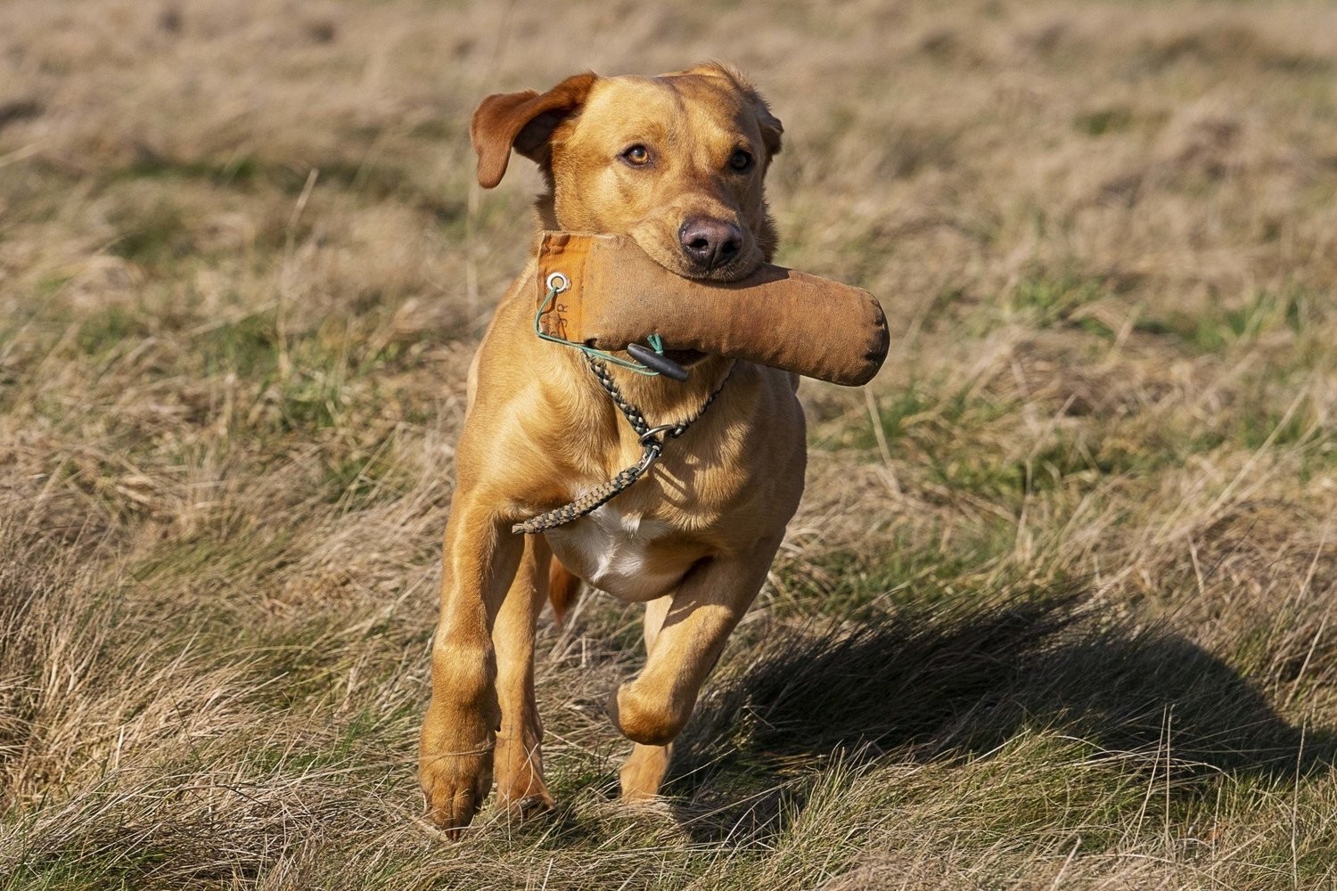 Gundog Club - Grade 1/2 - Wednesday