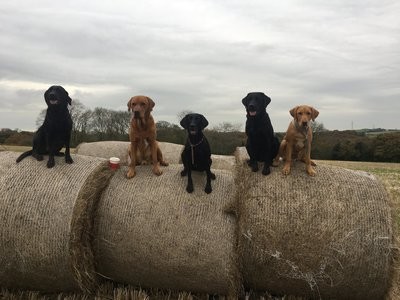 Group Courses