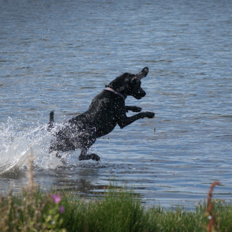 Gundog Club - Grade 3-5 - Retrievers