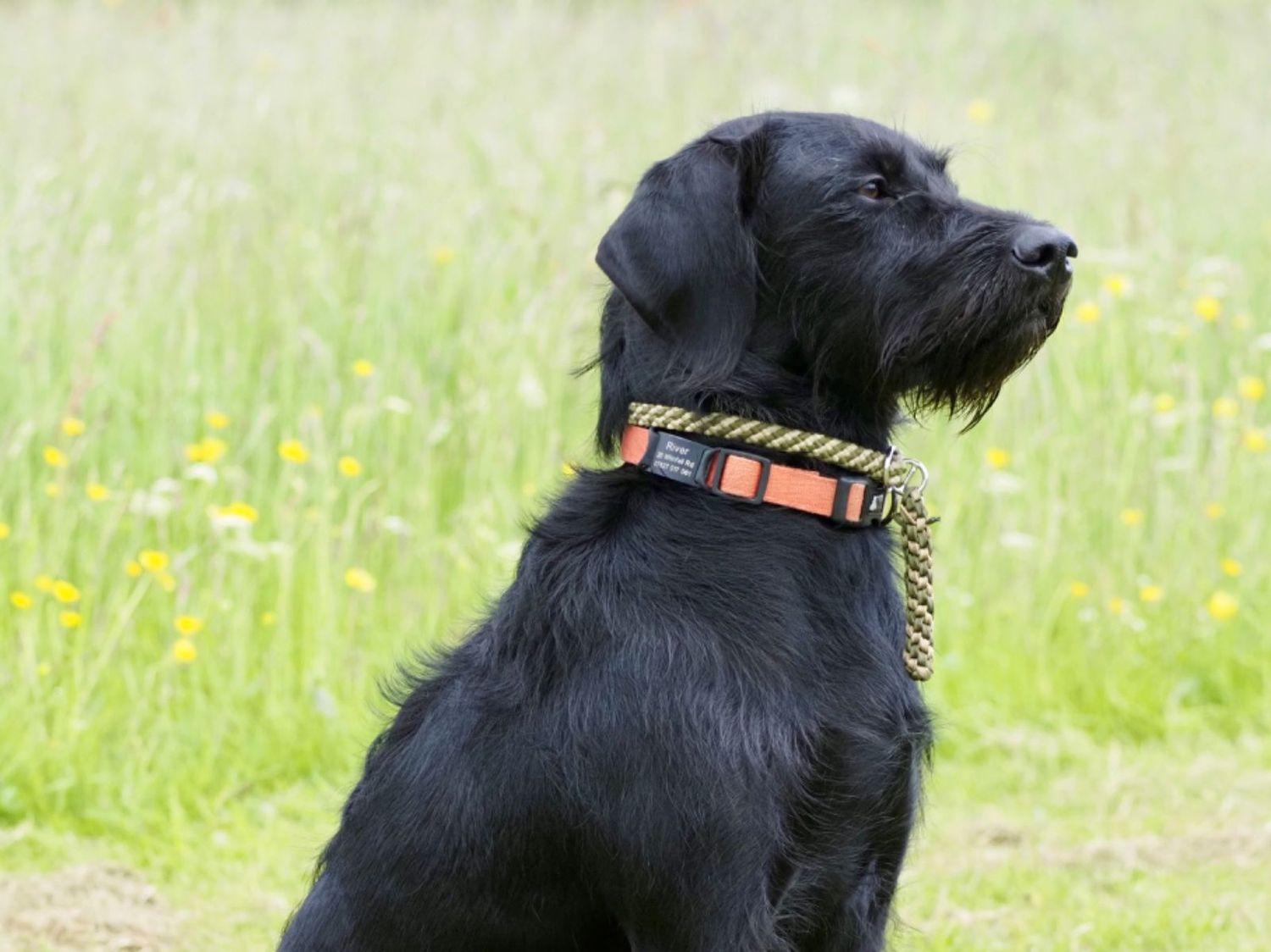 Gundog Club Grade 3 - All Breeds - 17 Aug