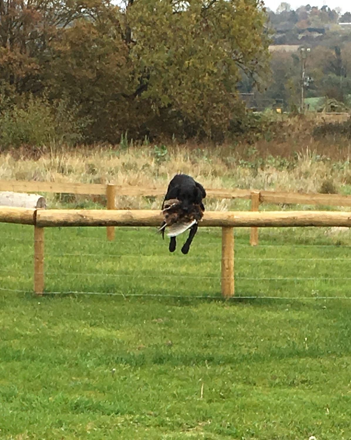 Gundog Club Grade 4&5 - All Breeds - 24 Aug