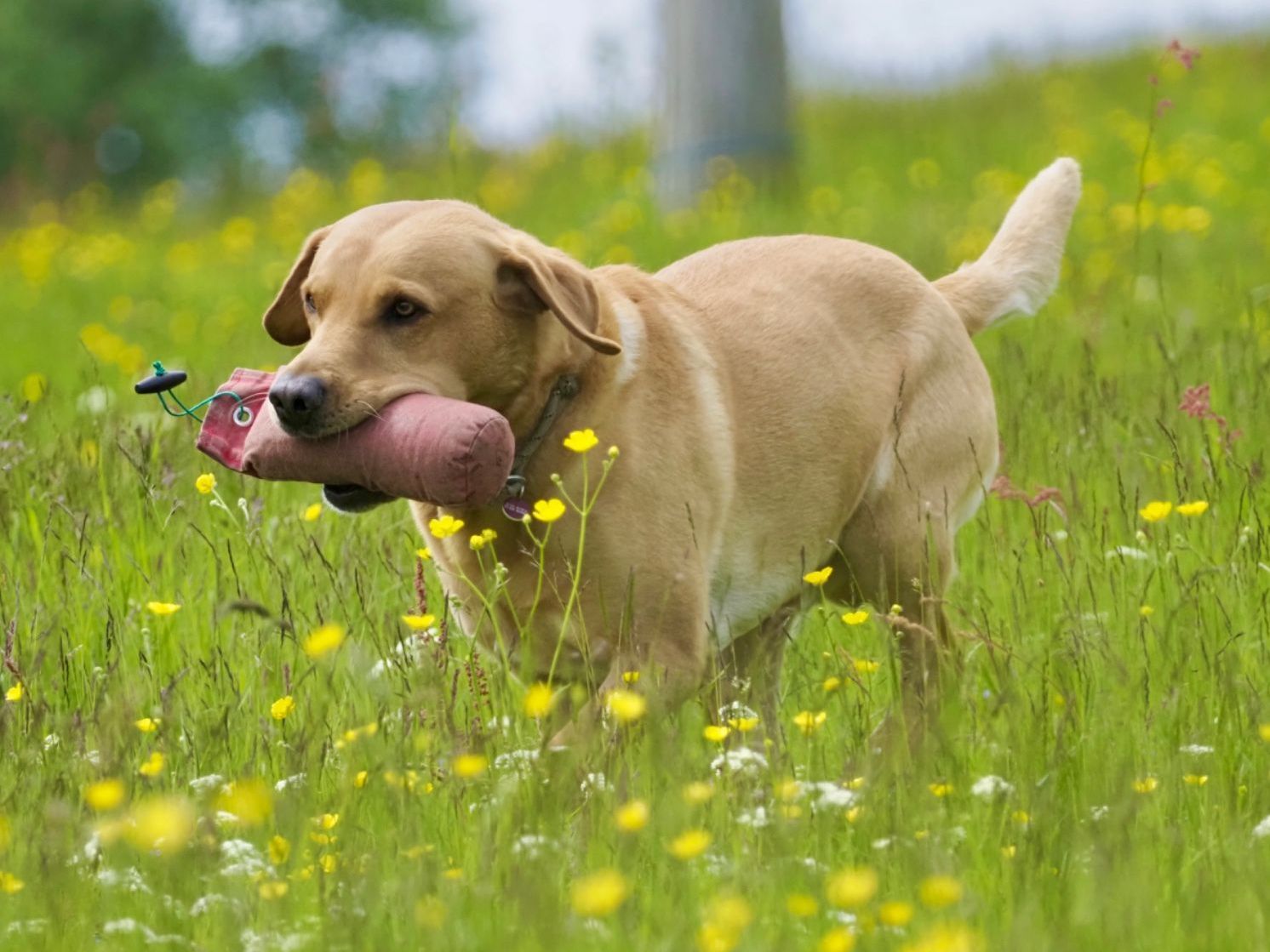 Gundog Club Grade 3 - Retrievers Only - Full Course