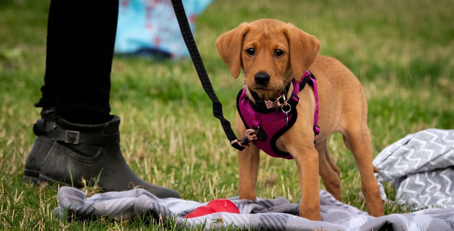 Gundog Puppy Course - Thursday