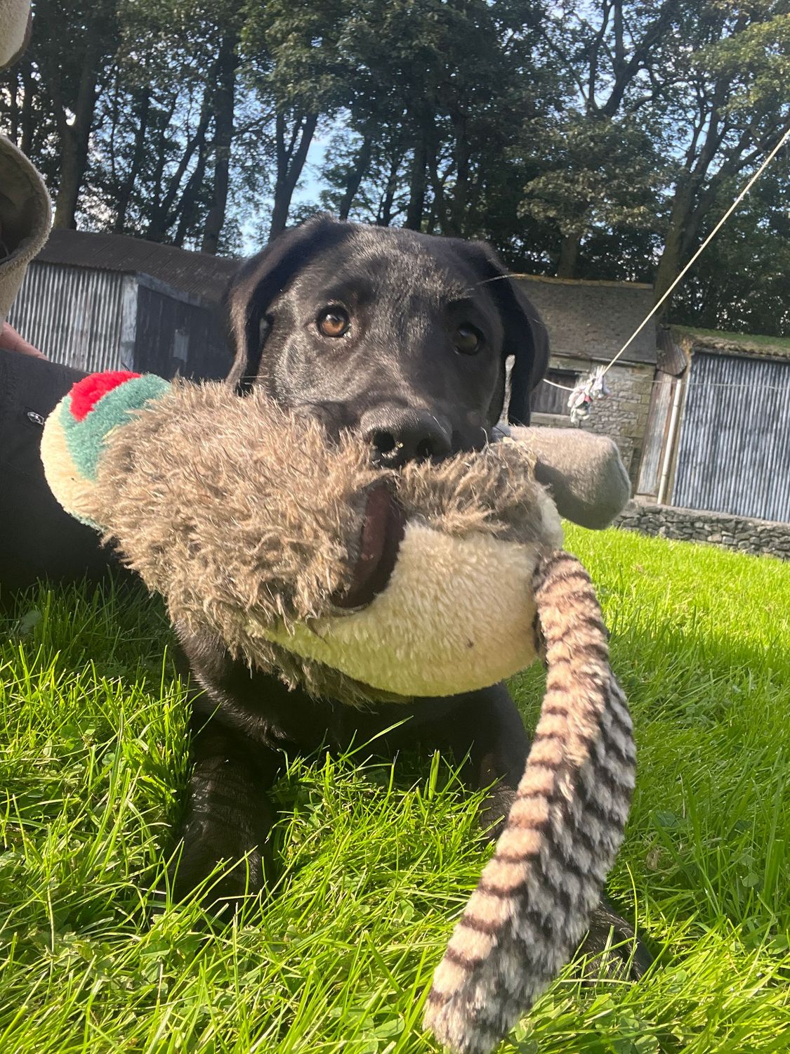 Gundog Puppy Course - Sunday