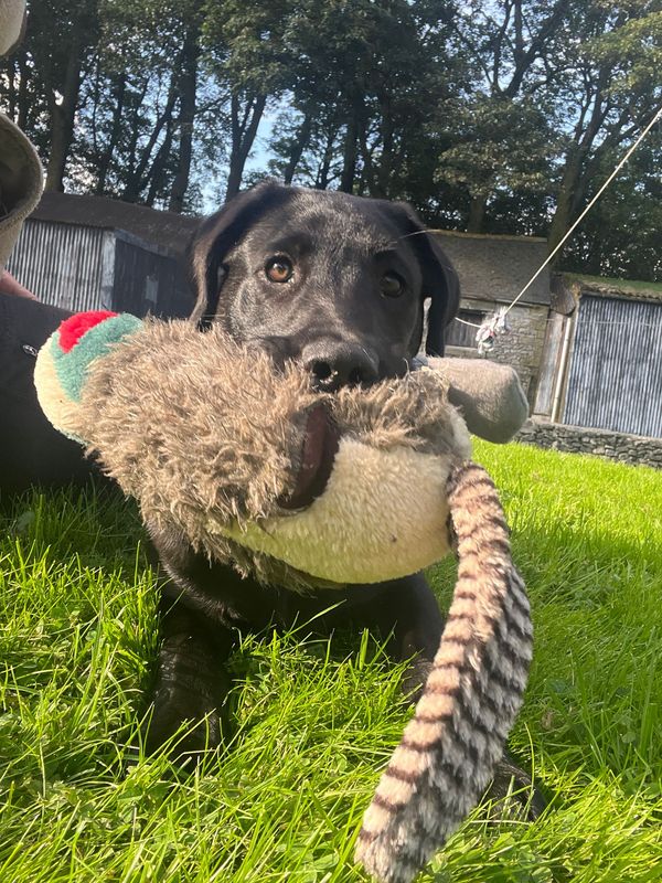 Gundog Puppy Course - Sunday