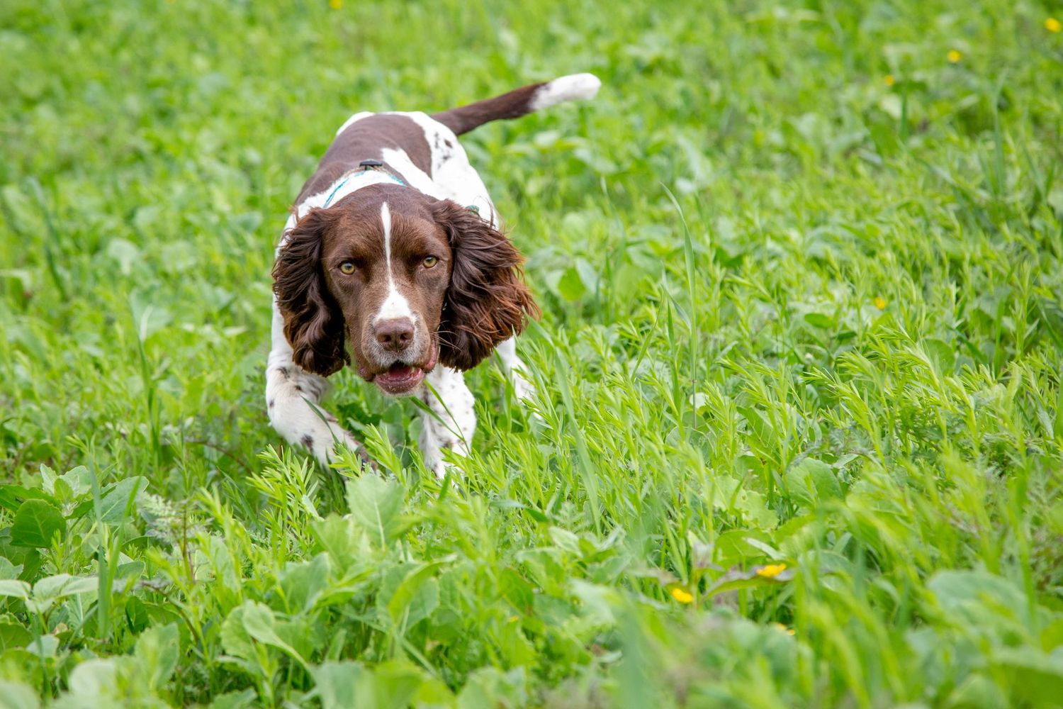 Recall & Lead Work - WARDLOW