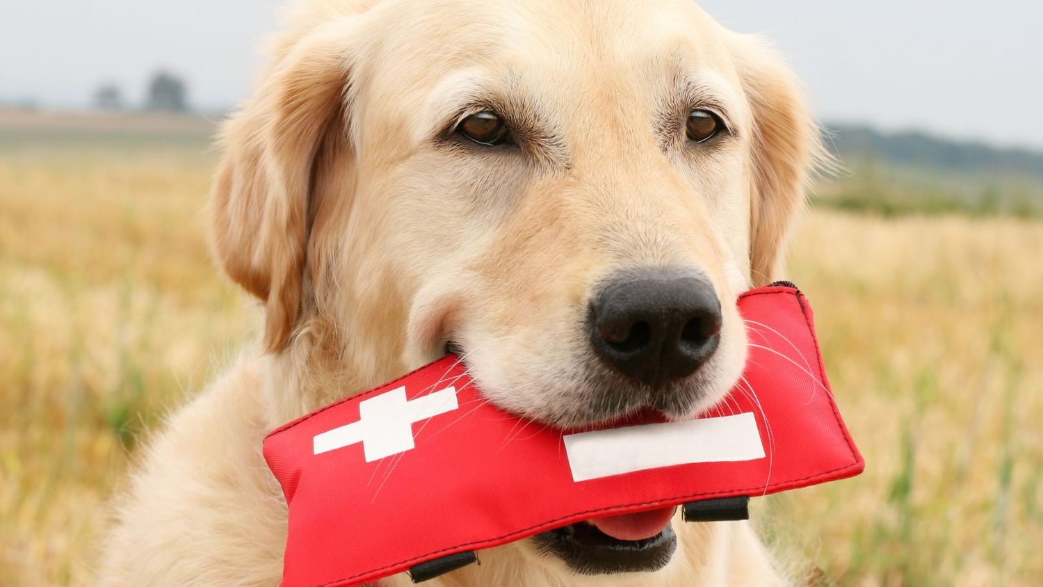 Canine First Aid