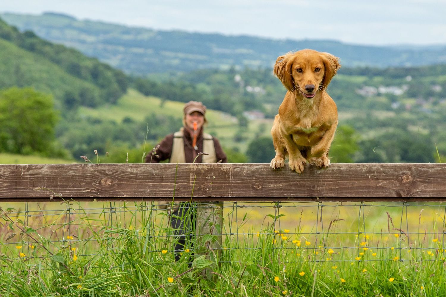 Gundog Training Holiday - Early Bird