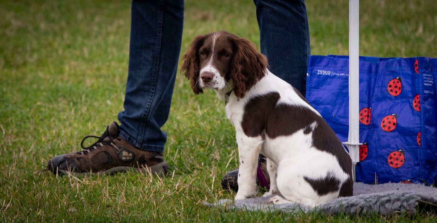 Gundog Puppy Course - Sunday (Holmesfield) Gundog Puppy Course - Sunday (Holmesfield)