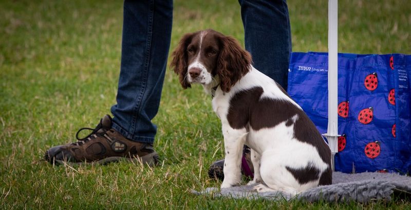 Gundog Puppy Course - Sunday (Holmesfield)