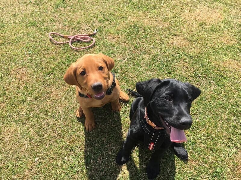 The Adolescent Gundog - Tuesday (Holmesfield)