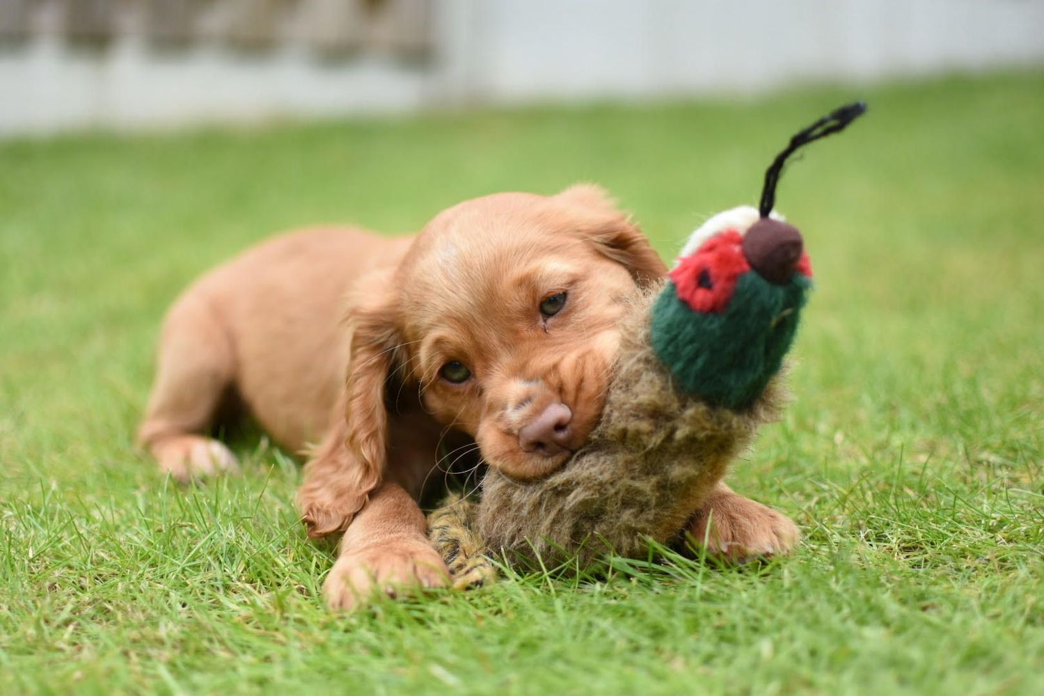 Gundog Puppy Course - Monday (Holmesfield)