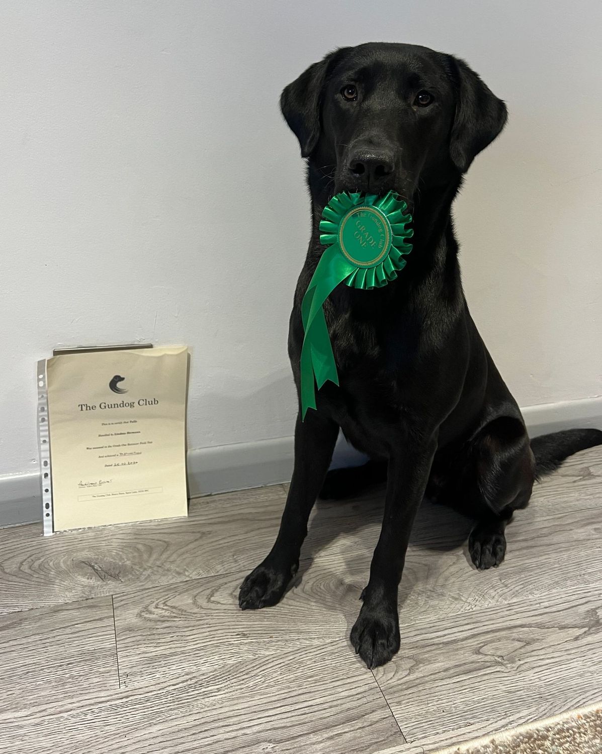 Beginner Gundog - Friday (Wardlow)